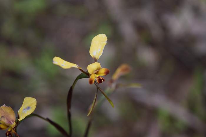 Diuris - orchid-donkey-002.JPG